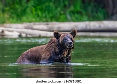 Grizzly Bears Of Bella Coola, British Columbia, Canada. Mama Bear Swimming Accross A River.