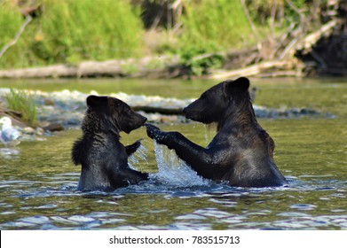 Grizzly Bears In The Bella Coola River, Northern British Columbia, Canada