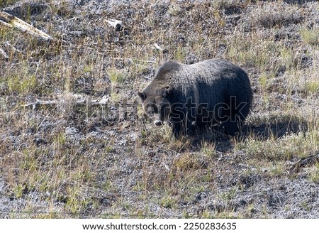 Similar – mr. bison Wild animal