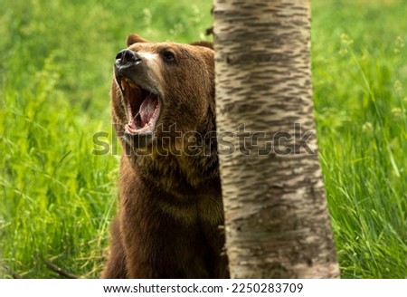 Grizzly Bears doing what they do