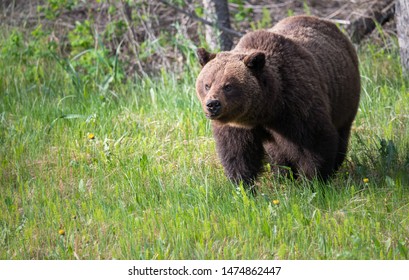 Grizzly Bears During Mating Season