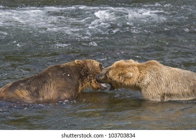 Grizzly Bears fighting over fishing territory in Katmai National Park in Alaska