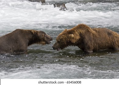 Grizzly Bears fighting over fishing territory in Katmai National Park in Alaska