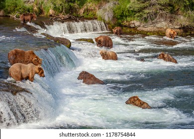 Grizzly Bears Fishing For Salmon At Brooks Falls, Katmai NP, Alaska