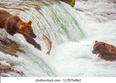 Grizzly Bears Fishing For Salmon At Brooks Falls, Katmai NP, Alaska