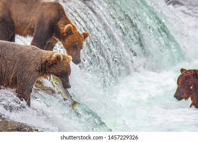 Grizzly bears fishing for salmon at Brooks Falls, Katmai NP, Alaska
