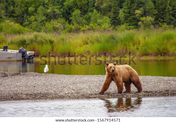 Grizzly bears fishing for salmon at Brooks Falls,\
Katmai NP, Alaska