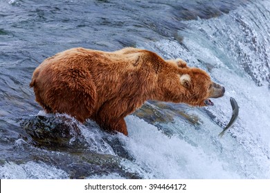 Grizzly Bears Fishing Salmon At Katmai National Park, Alaska 