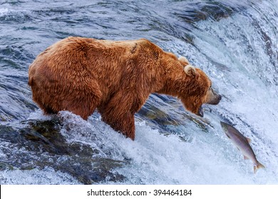 Grizzly Bears Fishing Salmon At Katmai National Park, Alaska 