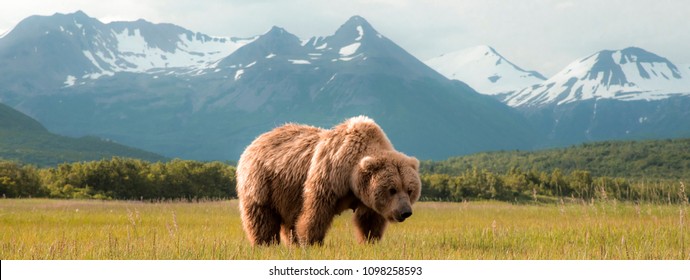 Grizzly Bears On The Coast Of Alaska.