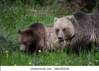 Grizzly Bears (Ursus Arctos Horribilis), Canada