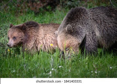 Grizzly Bears (Ursus Arctos Horribilis), Canada