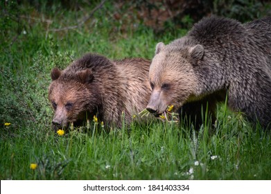 Grizzly Bears (Ursus Arctos Horribilis), Canada