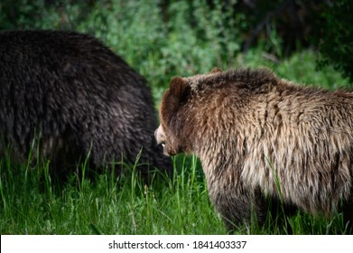 Grizzly Bears (Ursus Arctos Horribilis), Canada