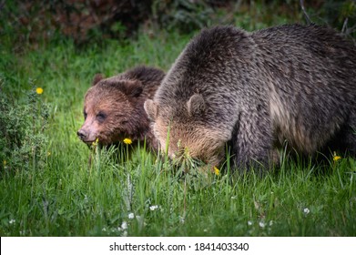 Grizzly Bears (Ursus Arctos Horribilis), Canada