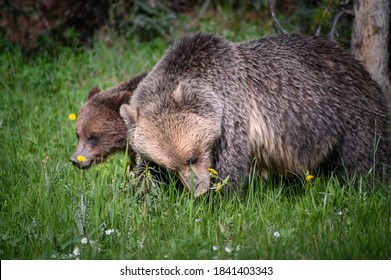 Grizzly Bears (Ursus Arctos Horribilis), Canada