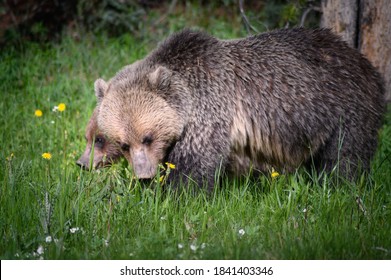 Grizzly Bears (Ursus Arctos Horribilis), Canada