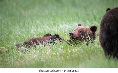 Grizzly bears in the wild - Shutterstock ID 1496816639