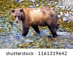 Grizzly or a Brown Bear - Fish Creek, Alaska, USA