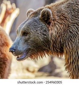 Grizzly Brown Bear Profile Head
