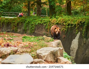 Grizzly Brown Bear Roaming The Edge Of His Enclosure At The Bronx Zoo While Masked People Observe It From The Outside