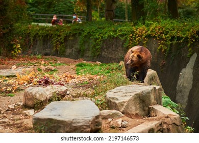 Grizzly Brown Bear Roaming The Edge Of His Enclosure At The Bronx Zoo While Masked People Observe It From The Outside