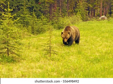 A grizzly brown bear walking on a green meadow at the edge of the woods in Banff National Park, Alberta, Canada in the Canadian Rockies
