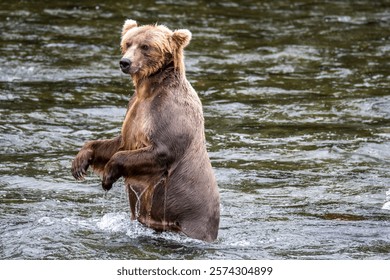 Grizzly brown bears feeding on salmon at Brooks Fall in Katmai National Park Alaska