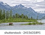 Grizzly at Crescent Lake, Alaska, US