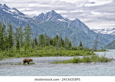 Grizzly at Crescent Lake, Alaska, US - Powered by Shutterstock