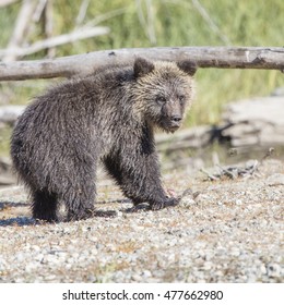 Grizzly Cub On River Shore