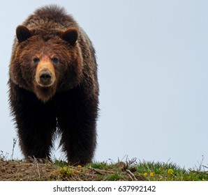 Grizzly Cub At Yellowstone