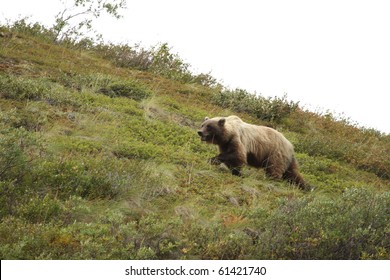 grizzly - denali national park / alaska