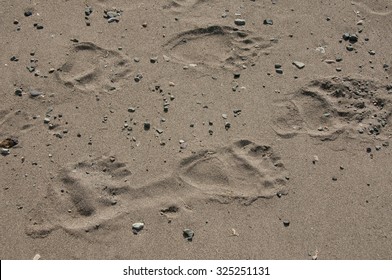 evaluerbare forhøjet velsignelse Paw prints in the sand Images, Stock Photos & Vectors | Shutterstock