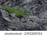 Grizzly Foraging on Rocky Slope in Montana