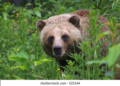 Gay Bear Cub kön