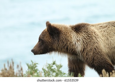 Grizzly At Kluane Lake / Canada