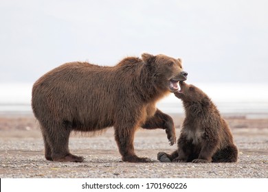 Grizzly Mama Bear And Cub