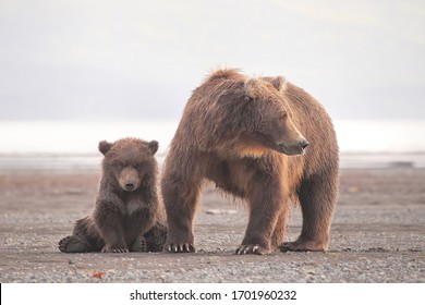 Grizzly Mama Bear And Cub