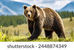 Grizzly or North American brown bear - Ursus arctos horribilis - walking in grass meadow with blurred mountainous and sky background isolated on white background, looks at camera