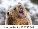 Grizzly Roaring a Warning