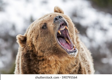 Grizzly Roaring a Warning - Shutterstock ID 590795564