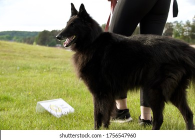 Groenendael Getting Ready For Rally Obedience With Handler