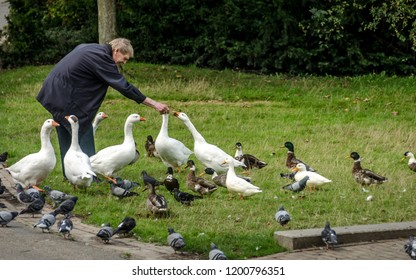 Groningen, Holland, 10 October 2017: Old Man Feeding Birds And Ducks And Goose.