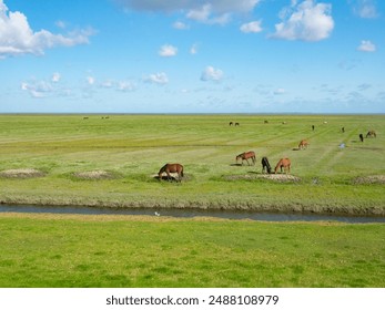Groningen, Netherlands - August 9th 2023: Horses grazing in the marshland of the North Sea coastal zone - Powered by Shutterstock