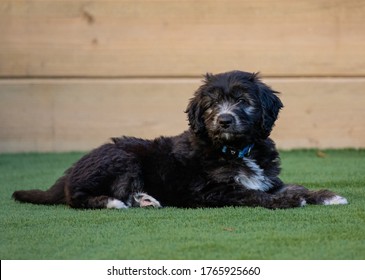 A groodle - oodle puppy sitting on the grass - Shutterstock ID 1765925660
