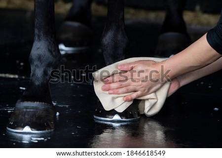 A groom washing hoofs and legs of horse in shower after training