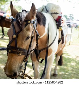 Groomed Light Brown Horse With WW1 Reenactment Gear