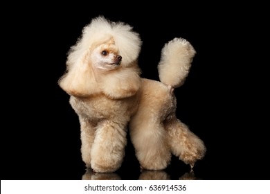 Groomed Red Mini Poodle Dog Standing And Turn Back On Isolated Black Background, Side View