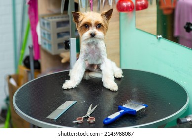 Groomed Yorkshire Terrier In A Grooming Salon, On A Table With Tools